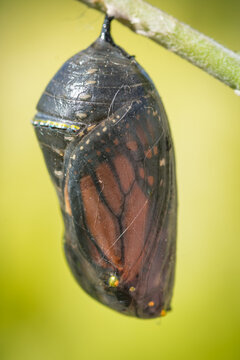 closeup of a monarch butterfly chrysalis