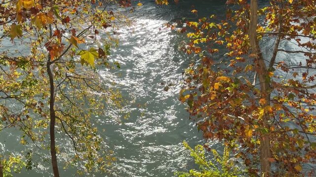 Tiber River with autumn sycamore trees on the banks.