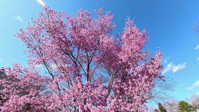 The early and warm spring of 2026 in New Jersey arrived noticeably ahead of its usual schedule.