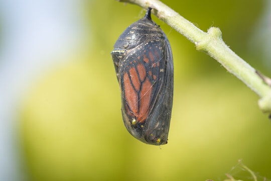 closeup of a monarch butterfly chrysalis