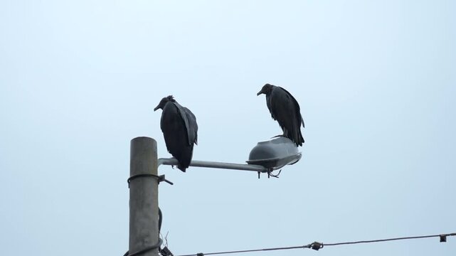 Pair of Black Vultures Resting on Urban Light Pole Under Gray Sky