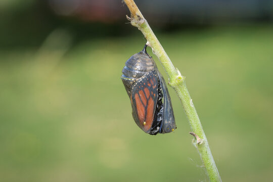 closeup of a monarch butterfly emerging from it&rsquo;s chrysalis