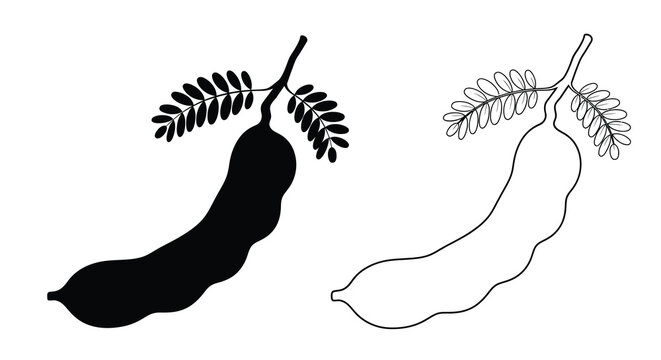Two tamarind pod illustrations one solid and one outline a striking silhouette
