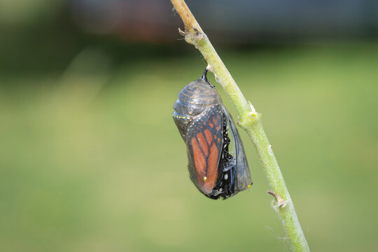 closeup of a monarch butterfly emerging from it&rsquo;s chrysalis
