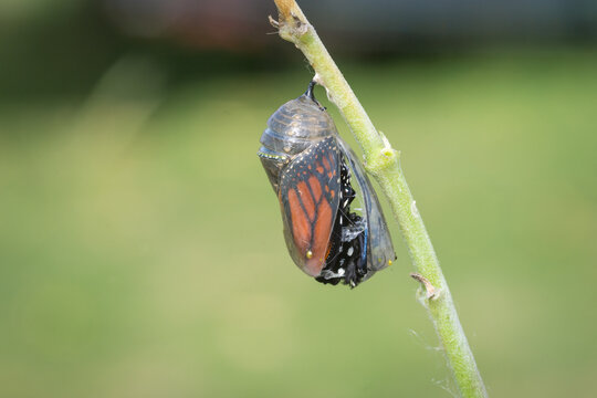 closeup of a monarch butterfly emerging from it&rsquo;s chrysalis