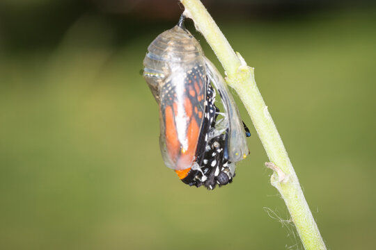 closeup of a monarch butterfly emerging from it&rsquo;s chrysalis