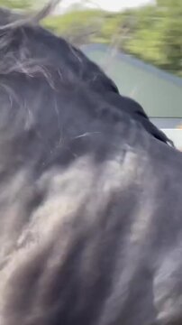 Elegant Horse with Long Mane Trotting at High Speed
