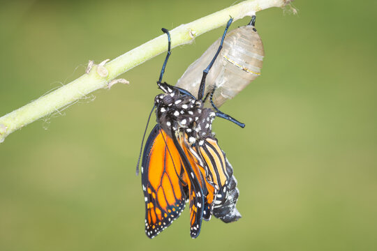 closeup of a monarch butterfly clinging to empty chrysalis, letting its wings develop after having  just emerged from it&rsquo;s chrysalis 