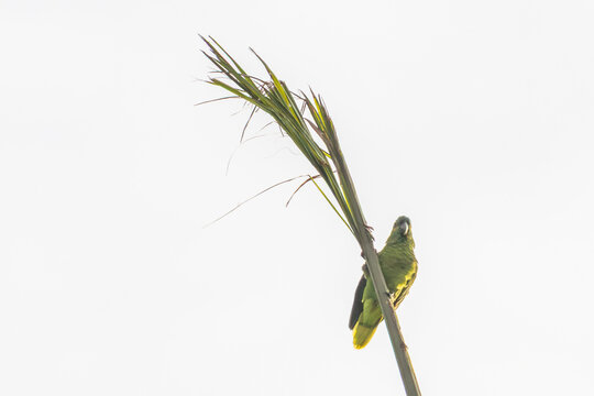 Turquoise-fronted Amazon (Amazona aestiva) in a minimalist composition on a palm tree. Ideal image for Brazilian fauna, freedom and clean design.