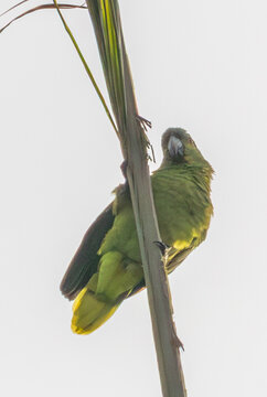 Turquoise-fronted Amazon (Amazona aestiva) in a minimalist composition on a palm tree. Ideal image for Brazilian fauna, freedom and clean design.