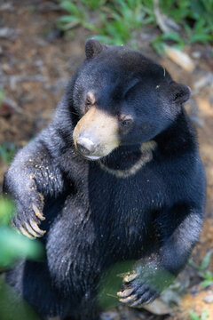 Malayan sun bear standing up