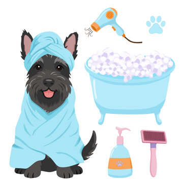 Cairn Terrier dog after bath in towel turban set with bathtub, hair dryer, soap pump and brush, cute grooming vector illustration on a transparent background.
