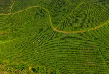 Fototapeten Grün Aerial view Tea plantation displaying curving crop rows on hillside landscape  © Parilov