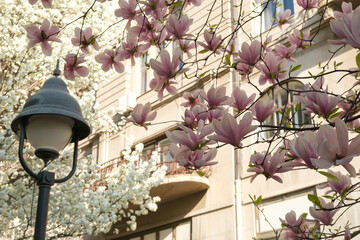 Magnolia flowers in bloom, soft pink petals against a backdrop of buildings and street lamp, springtime beauty and urban nature combined in a vibrant scene. © Alexander
