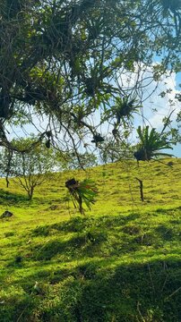 Epiphytes and bromeliads hanging from tree branch over hill. Tropical air plants growing on a tree limb against a backdrop of a sunlit grassy hillside in Costa Rica.