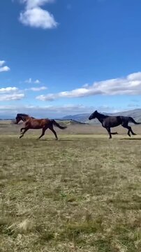 Beautiful black and brown horses galloping freely in the wild countryside.