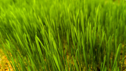 Obraz premium Vibrant green grass growing in an outdoor meadow, representing nature, freshness, spring, growth, and sustainable organic ecology, with lush blades creating a natural background