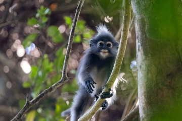 Naklejka premium Young monkey climbing in a tree