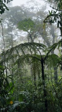 Mist in tropical cloud forest with large tree ferns. Dense tropical rainforest interior featuring a prominent tree fern and tall trees obscured by fog and mist.