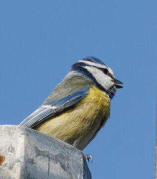 m&eacute;sange bleue chantant 
