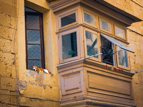 View of a dog lounges on a weathered windowsill beside an ornate bay window, blending old-world charm with the simple pleasures of life, Valletta, Malta.