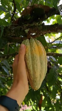 Hand holding green and yellow cacao pod on tree. Human hand touching a ripening cocoa fruit hanging from a branch in a tropical plantation in Costa Rica.