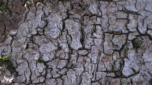 Upward drift revealing tension lines in fractured bark