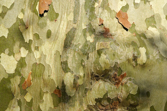 Natural camouflage pattern of plane tree bark with green and beige peeling layers