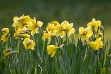 Fototapeta premium Yellow Daffodils Blooming In A Spring Garden With Bright Sunlit Petals And Green Foliage