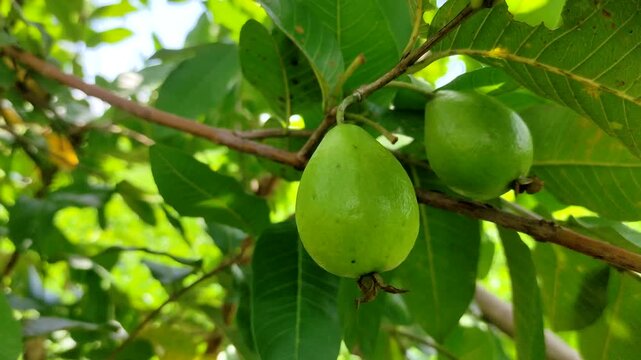 Two young green guava fruit hanging and ripening from a tree branch surrounded by vibrant leaves in a natural setting. Perfect for agriculture, healthy lifestyle, and nature-themed projects.