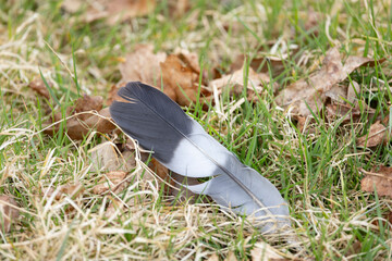 wood pigeon feather rests on green grass among dry autumn leaves, highlighting delicate texture, contrast and quiet natural beauty for nature © © Raymond Orton