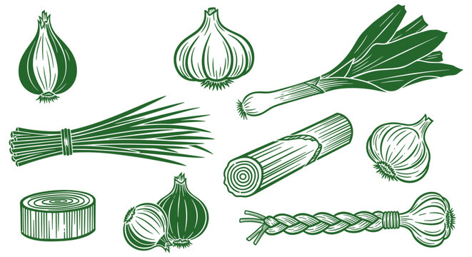 Alliums Collection Illustration