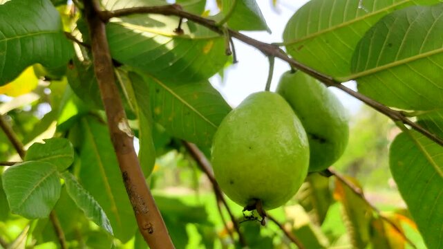 Fresh green guavas ripening on a tree branch. The natural sunlight illuminating the vibrant tropical fruit and lush foliage. Perfect for agriculture, organic farming and nature-themed projects.