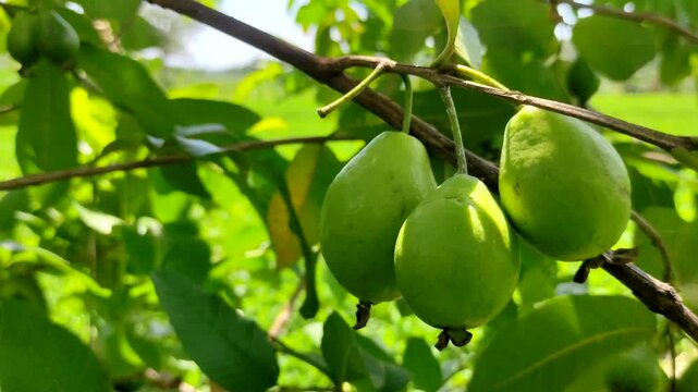 Three young green guava hanging naturally from a branch. Soft natural lighting and a lush blurred greenery background. Perfect for themes of agriculture, organic farming and fresh botanical ingredient