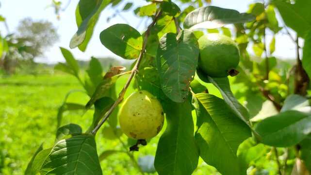 Fresh organic guava ripening on a tree branch, surrounded by lush green foliage in a sunlight tropical garden with soft bokeh background. Perfect for themes of agriculture, organic farming.