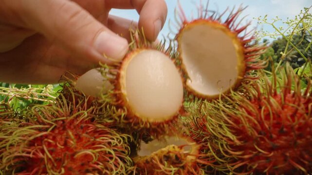 A Cluster of Ripe Red Rambutan Fruits with Green Hairy Spikes Growing Among Leaves in a Tropical Orchard Under Bright Sunlight, close up, Tropical Harvest Concept