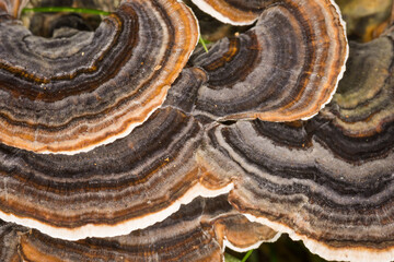Close up of Turkey tail mushrooms on a rotting log © Nathan McClunie