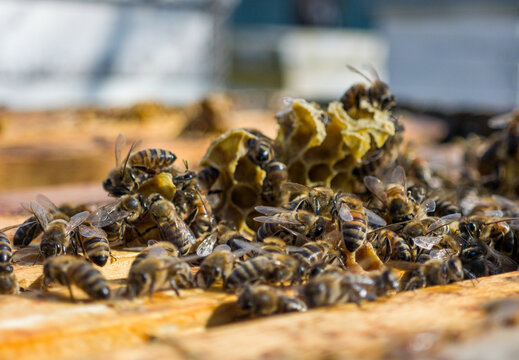 Bees