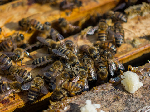 Bees