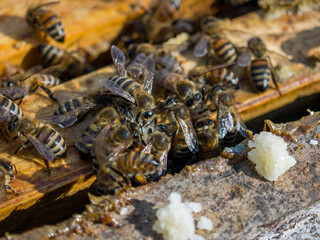 Bees © Igor
