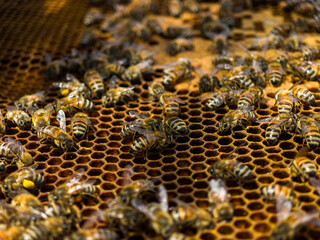 Bees © Igor