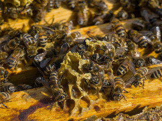 Bees © Igor