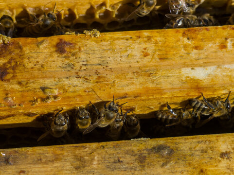 Bees