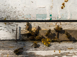 Bees © Igor