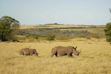 Fototapeta premium Southern white rhinoceros with calf walking in open grassland, Gondwana Game Reserve