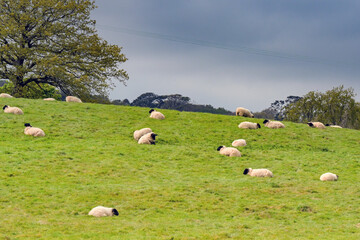Flock of sheep with black heads lying down on a gently sloping farm field. No people. © Cerib