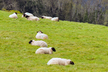 Flock of sheep with black heads lying down on a gently sloping farm field. No people. © Cerib
