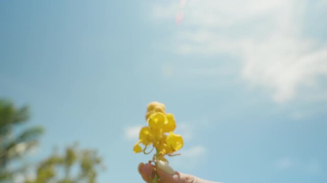 Woman's Hand Holding a Bright Yellow Candle Bush Flower Against a Clear Blue Sky with Sunlight Creating a Backlit Glow, Tropical Flora Concept