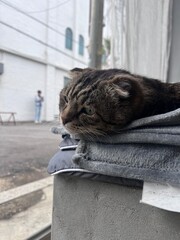 cat on the roof © DaEun