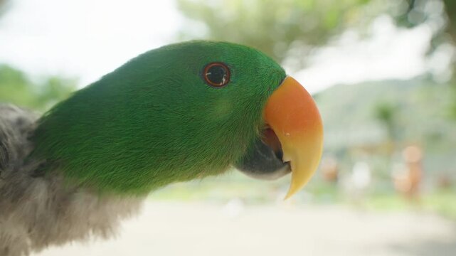 Parrot Holding Black Seed in Beak with Background of Trees and Sky in Daylight, Animal Feeding Concept